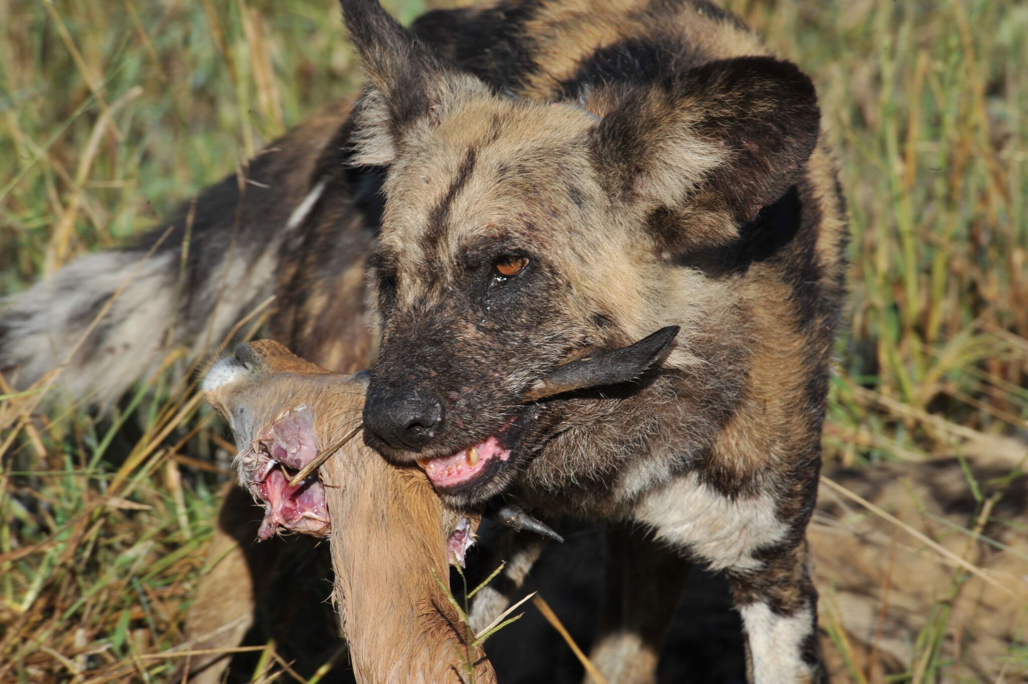 African wild dog 